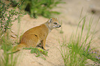 yellow mongoose