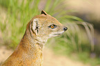 yellow mongoose