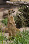 yellow mongooses