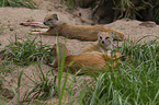 yellow mongooses