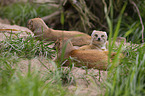 yellow mongooses