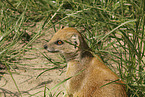 yellow mongoose