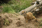 yellow mongoose