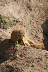 yellow mongoose