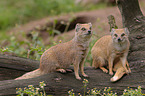 yellow mongoose