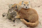 yellow mongoose