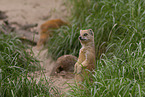 yellow mongooses