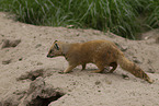 yellow mongoose