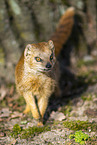 yellow mongoose