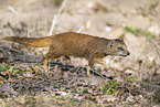 yellow mongoose