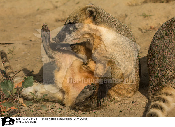 Sdamerikanischer Nasenbr / ring-tailed coati / AVD-04101