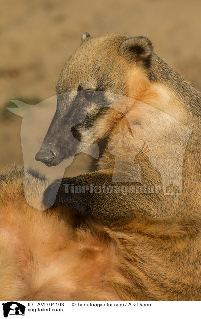 Sdamerikanischer Nasenbr / ring-tailed coati / AVD-04103