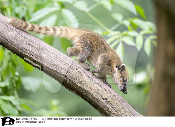 Sdamerikanischer Nasenbr / South American coati / DMS-14760
