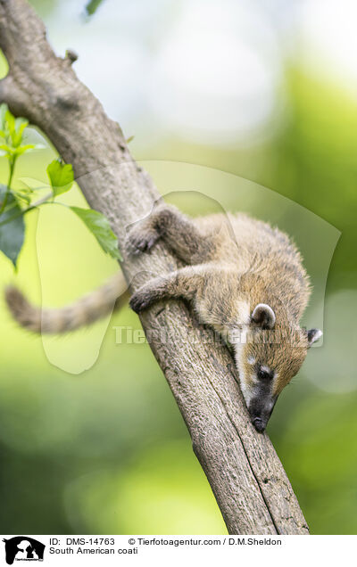 S�damerikanischer Nasenb�r / South American coati / DMS-14763
