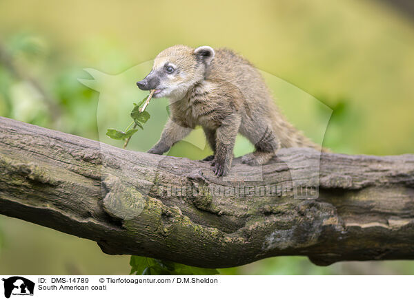 Sdamerikanischer Nasenbr / South American coati / DMS-14789