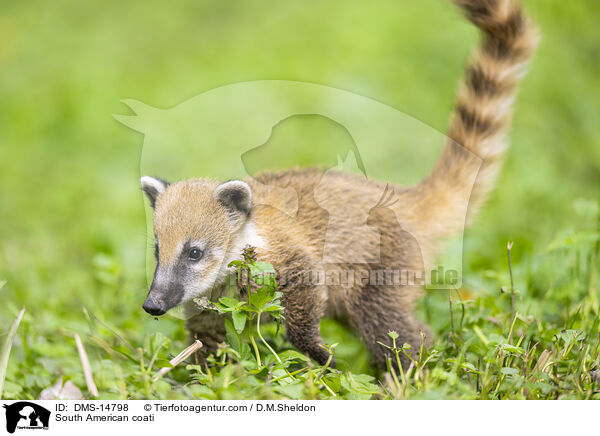 Sdamerikanischer Nasenbr / South American coati / DMS-14798