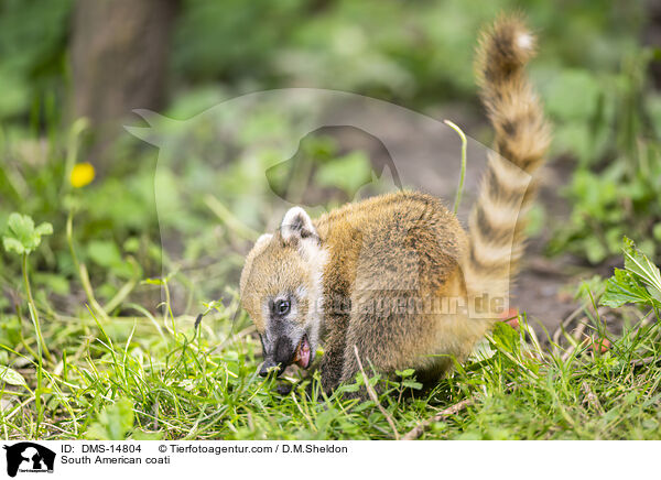 S�damerikanischer Nasenb�r / South American coati / DMS-14804