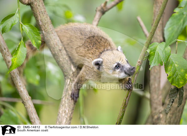S�damerikanischer Nasenb�r / South American coati / DMS-14812