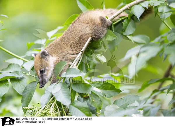 Sdamerikanischer Nasenbr / South American coati / DMS-14813