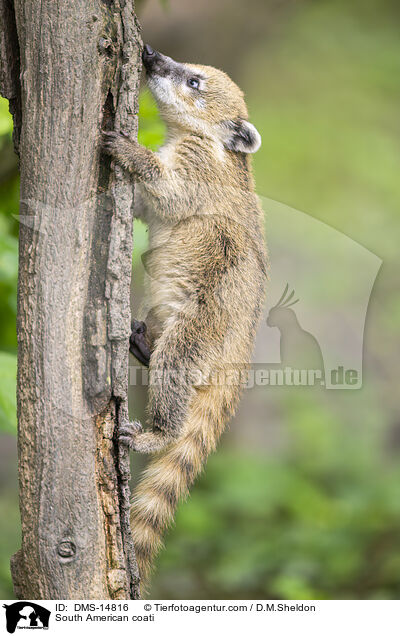 Sdamerikanischer Nasenbr / South American coati / DMS-14816