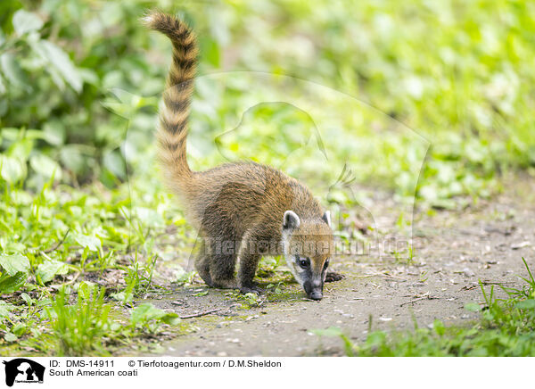 Sdamerikanischer Nasenbr / South American coati / DMS-14911