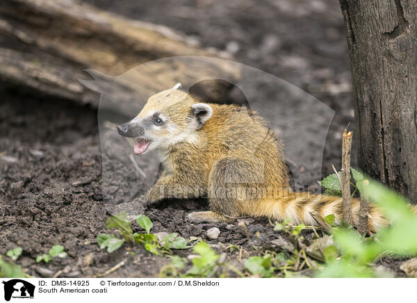 Sdamerikanischer Nasenbr / South American coati / DMS-14925