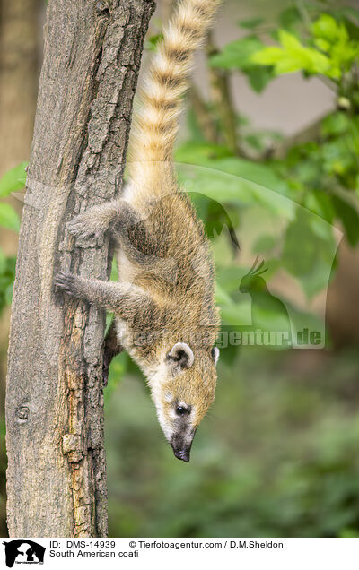 Sdamerikanischer Nasenbr / South American coati / DMS-14939