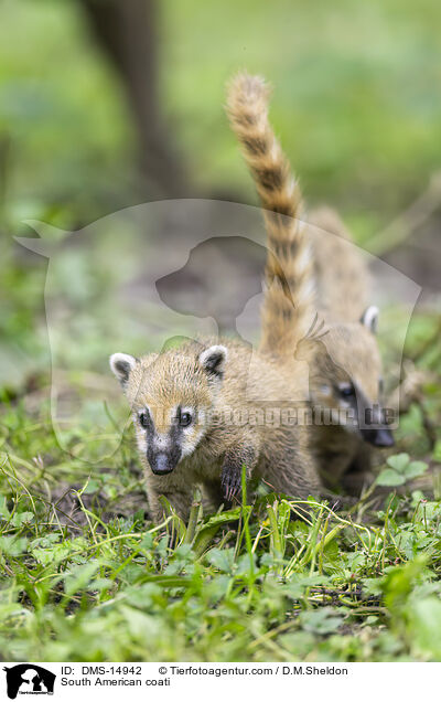 Sdamerikanischer Nasenbr / South American coati / DMS-14942