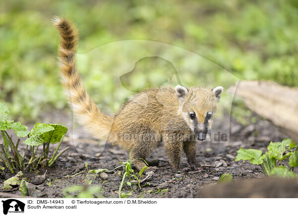 Sdamerikanischer Nasenbr / South American coati / DMS-14943
