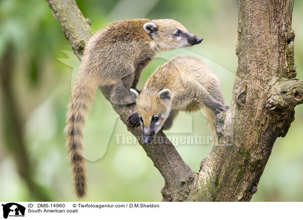 Sdamerikanischer Nasenbr / South American coati / DMS-14960