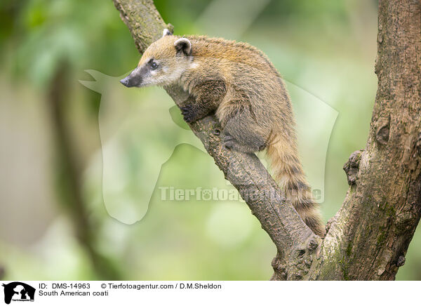 Sdamerikanischer Nasenbr / South American coati / DMS-14963
