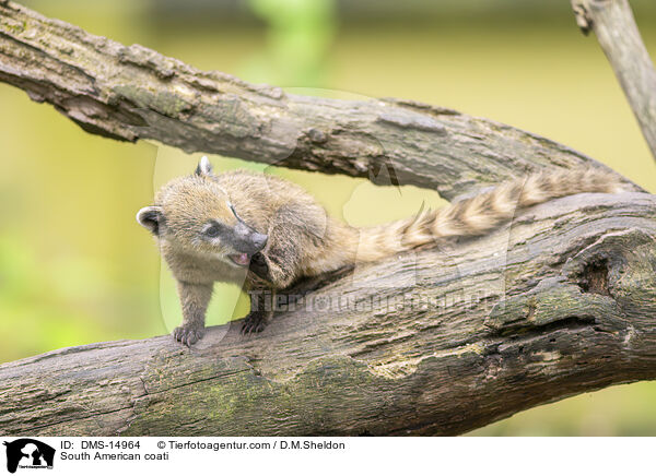 Sdamerikanischer Nasenbr / South American coati / DMS-14964