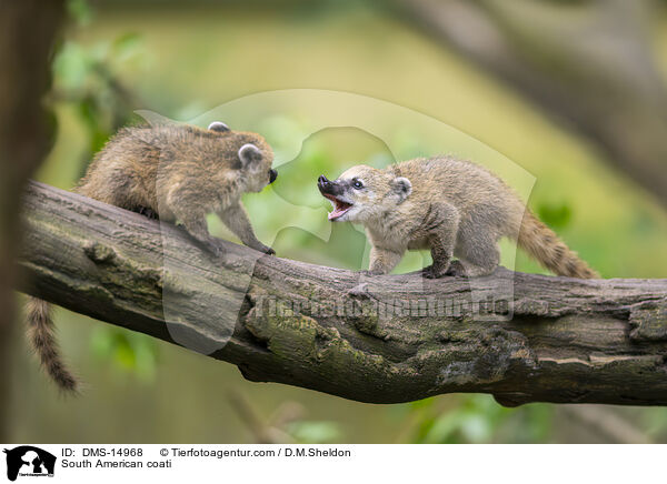Sdamerikanischer Nasenbr / South American coati / DMS-14968