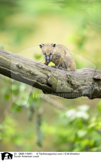 Sdamerikanischer Nasenbr / South American coati / DMS-14981