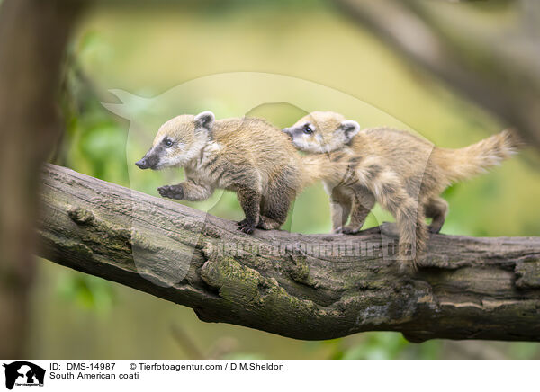 Sdamerikanischer Nasenbr / South American coati / DMS-14987