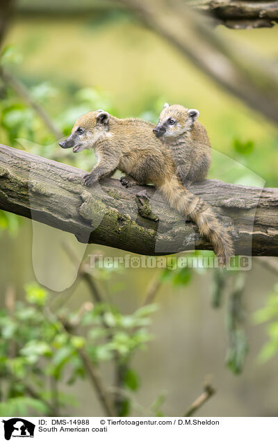 Sdamerikanischer Nasenbr / South American coati / DMS-14988