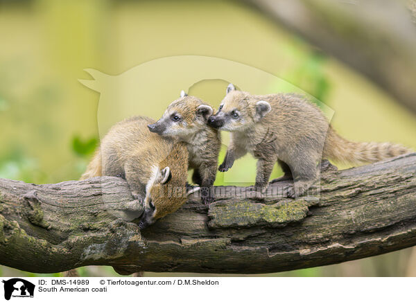Sdamerikanischer Nasenbr / South American coati / DMS-14989