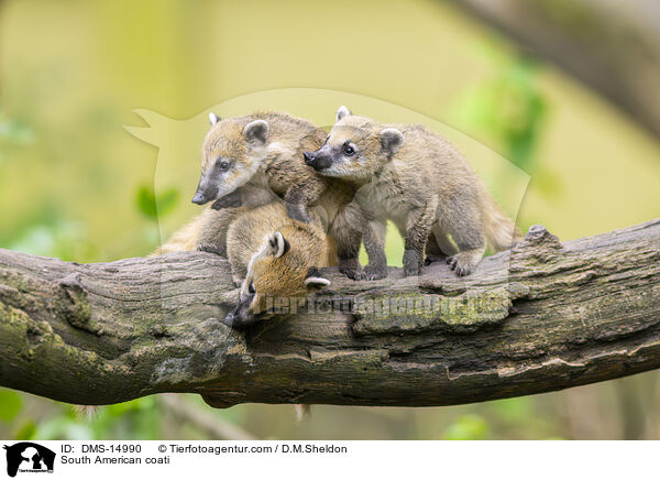 Sdamerikanischer Nasenbr / South American coati / DMS-14990