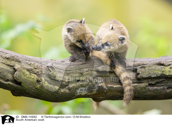 Sdamerikanischer Nasenbr / South American coati / DMS-14992