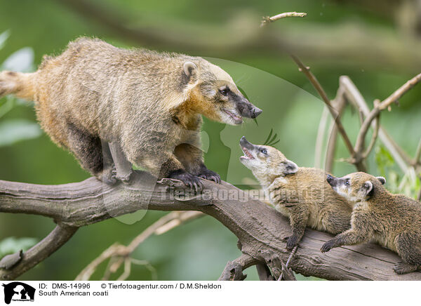 S�damerikanischer Nasenb�r / South American coati / DMS-14996