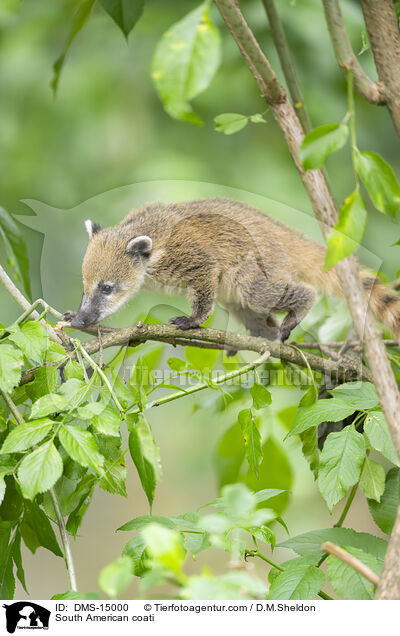 Sdamerikanischer Nasenbr / South American coati / DMS-15000