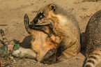 ring-tailed coati