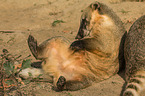 ring-tailed coati