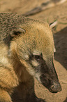 ring-tailed coati