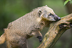 South American coati