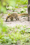 South American coati