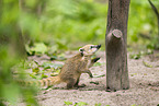South American coati