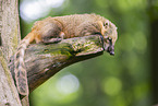 South American coati