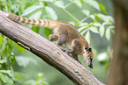 South American coati