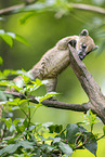 South American coati